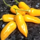 Семена перца острого Аджи Хабанеро / Hot Aji Habanero 5 семян OGOROD - изображение 2