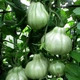 Насіння томату Red Figs (Інжир Червоний) 10 насінин OGOROD - зображення 3