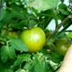Семена томата Lime Green Salad 10 семян OGOROD - изображение 5