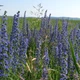 Насіння синяка звичайного 1 грам OGOROD - зображення 3