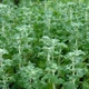 Насіння шандри звичайної (Marrubium vulgare) 130 насінин OGOROD - зображення 1