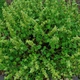 Насіння шандри звичайної (Marrubium vulgare) 130 насінин OGOROD - зображення 3