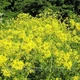 Насіння свербиги звичайної (східної) (Bunias orientalis) 1 грам OGOROD - зображення 2