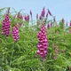 Семена наперстянки пурпурной (Digitalis purpurea) 1000 семян OGOROD - изображение 1