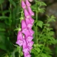 Семена наперстянки пурпурной (Digitalis purpurea) 1000 семян OGOROD - изображение 2