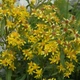 Насіння золотарника звичайного (Solidago virgaurea) 500 насінин OGOROD - зображення 1