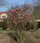 Калина боднантенская Чарльз Ламонт / Viburnum bodnantense Charles Lamond С7.5/ Н 100-110 - изображение 2