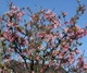 Калина боднантенская Чарльз Ламонт / Viburnum bodnantense Charles Lamond С7.5/ Н 100-110 - изображение 5