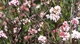 Калина боднантенская Чарльз Ламонт / Viburnum bodnantense Charles Lamond С7.5/ Н 100-110 - изображение 6