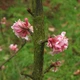 Калина боднантенская Чарльз Ламонт / Viburnum bodnantense Charles Lamond С7.5/ Н 100-110 - изображение 10