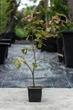 Бук лесной Атропуницеа Пурпуреа / Fagus sylvatica Atropunicea Purpurea С50 180 - изображение 3