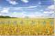 Набор открыток Apriori 8 шт, 10 на 15 см, Я Украинец , Я Украинка, i'm Ukrainian, Ukraine, Флаг Украины, Украина,Патриотическая символика,выставка, презинтация, делигация, 2 вид - изображение 2
