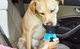 Поїлки для тварин Pet Bottle переносна поїлка для собаки прогулянкова пляшка блакитна - изображение 4