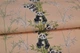 Обои виниловые Vinil Wallpaper Factory Панды декор 1,06х10,05м персиковый (ДХН-1427/1) - изображение 6