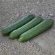 KS 930 F1 100 шт Kitano Seeds Огірок Самозапильний Насіння (Огурец Самоопыляемый Семена) - зображення 3