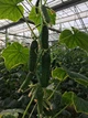 Страж (112-314) F1 Огірок Самозапильний Насіння Yuksel Seeds 250 шт - изображение 9