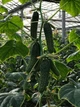 Страж (112-314) F1 Огірок Самозапильний Насіння Yuksel Seeds 250 шт - изображение 10