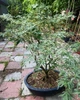 Клен японський Butterfly Бонсай, горшок 55", высота 110см (RG574) - изображение 1