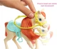 Ігровий набір Barbie Hugs N Horses Playset, Brunette (GLL82) (B07P62B1Z2) - изображение 3