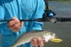Мультиплікаторна підшипникова котушка Shimano Chronarch 151HGG - зображення 4