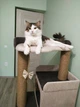 Стильный кошачий комплекс когтеточка с домиком для котов кошки и котят Ричард 120х60х40см бежево коричневый - изображение 2