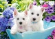 Пазл Castorland Westie Цуценята, 60 ел. - зображення 2