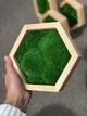 Соти із стабілізованим мохом кочка MiNature Moss 20см - зображення 3