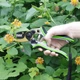 Садовый профессиональный секатор JRF-B0406 для обрезки деревьев - изображение 2