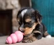 Игрушка для собак KONG Puppy XS KP4E (035585131450) - изображение 4