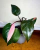 Філодендрон Pink Princess, высота 30-40 см, объём горшка 1л (RG563) - изображение 2