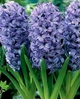 Гиацинт Delft Blue луковица (1 шт.) - изображение 1