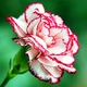 Гвоздика Шабо двухцветная, смесь Florium (727769) - изображение 2
