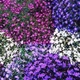 Семена Лобелия Нитка Жемчуга Florium (726674) - изображение 1