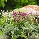Гомфрена смесь Florium (726819) - изображение 2