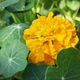 Настурція велика Золотиста махрова Жовтий Florium (726847) - зображення 2