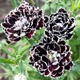 Семена Гвоздика китайская Черное и Белое Florium (726609) - изображение 3