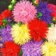 Астра Игольчатая смесь 3г Florium (726795) - изображение 2