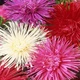 Астра Игольчатая смесь 3г Florium (726795) - изображение 3