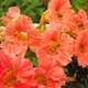 Настурция Низкорослая Салмон Florium (726880) - изображение 1
