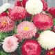 Маргаритка крупноцветковая смесь Florium (727773) - изображение 1