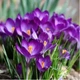 Крокус крупноцветковый Flower Record луковица (1 шт.) - изображение 1