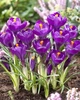 Крокус крупноцветковый Flower Record луковица (1 шт.) - изображение 2