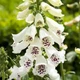 Наперстянка Альба, белая с пурпурными полосами Florium (727770) - изображение 1