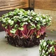 Семена Микрозелень Редис Красная Сангрия Florium (718075) - изображение 1