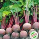 Семена Свекла столовая Бикорес круглая Florium (719005) - изображение 2