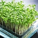Семена Семена микрозелени Кресс салата Florium (718050) - изображение 1