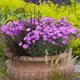 Гвоздика Eydangeri Florium - зображення 2
