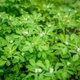 Грибна трава Тригонелла Зелений Насіння Florium (716154) - зображення 3