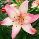 Лілія Rosella's Dream Азіатський гібрид Рожевий Цибулини Florium (203444) - зображення 1