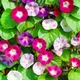 Іпомея триколірна суміш Florium - зображення 2